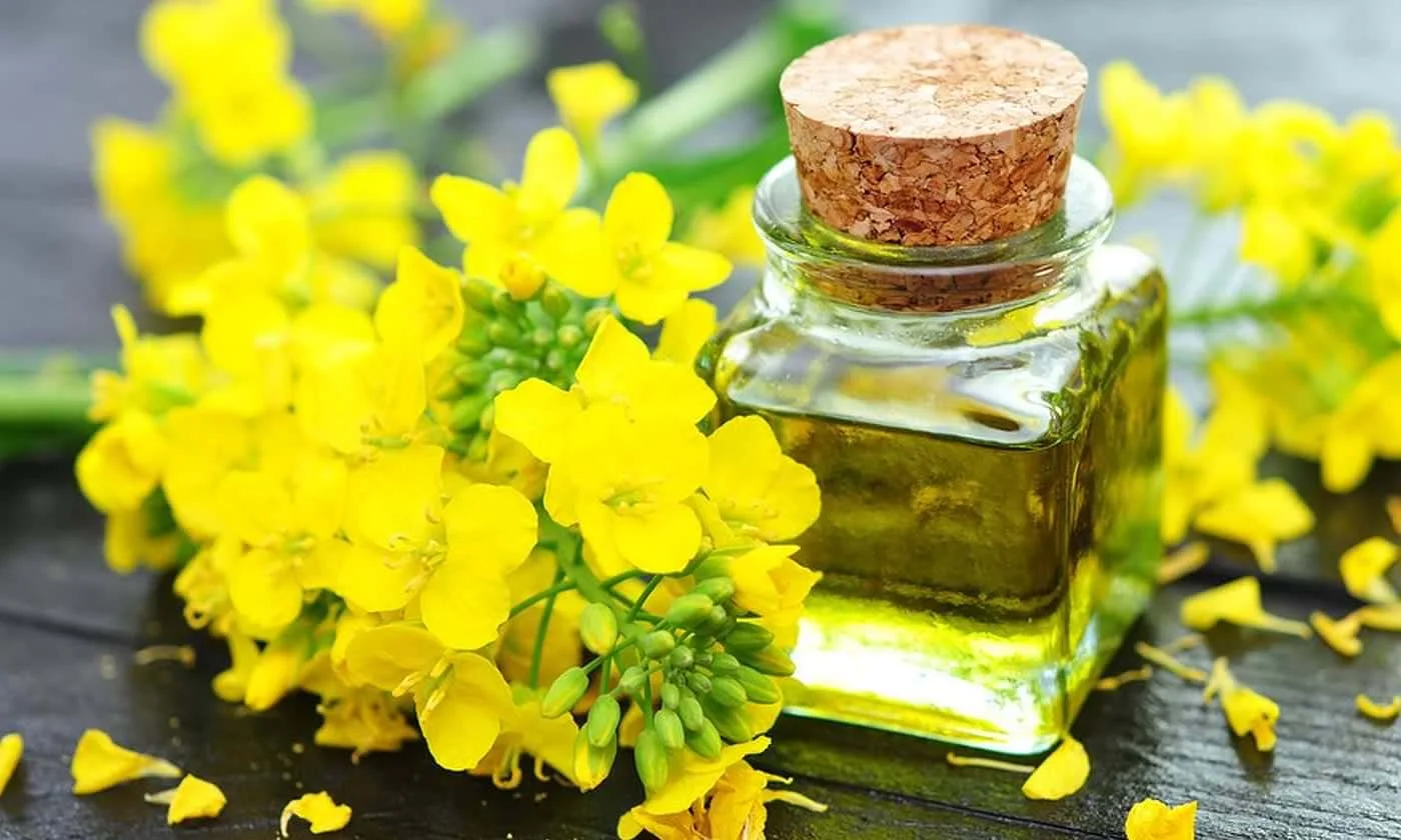 canola plant and oil