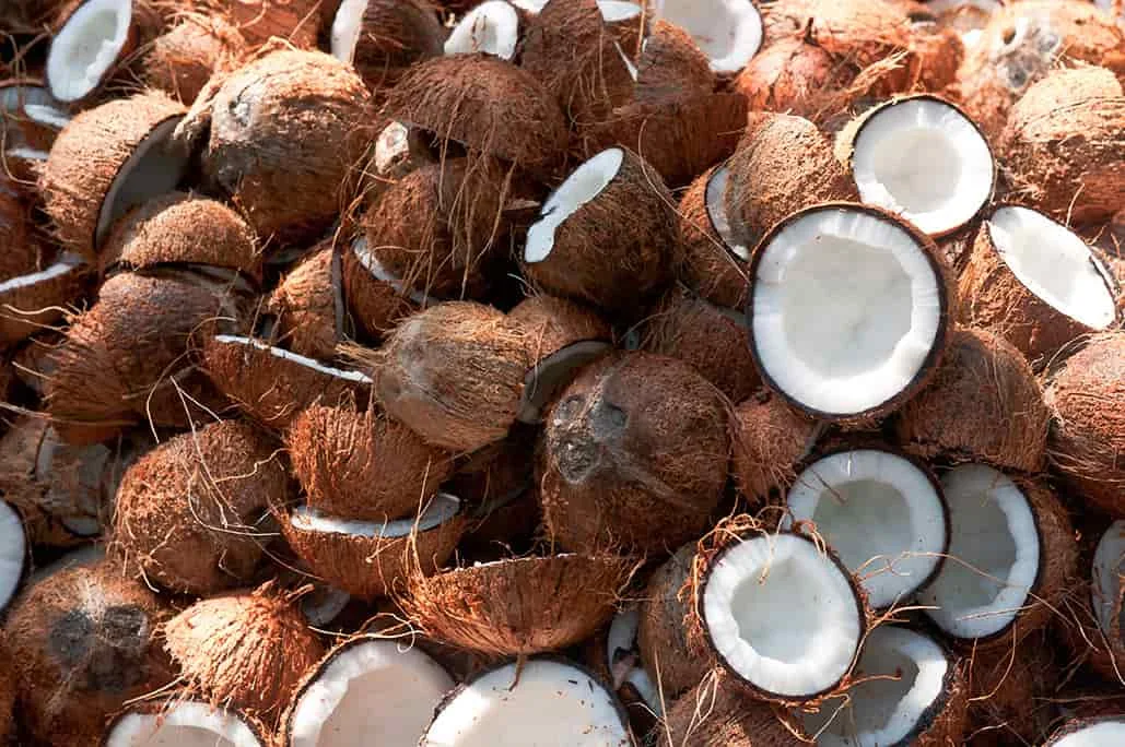broken coconut shells
