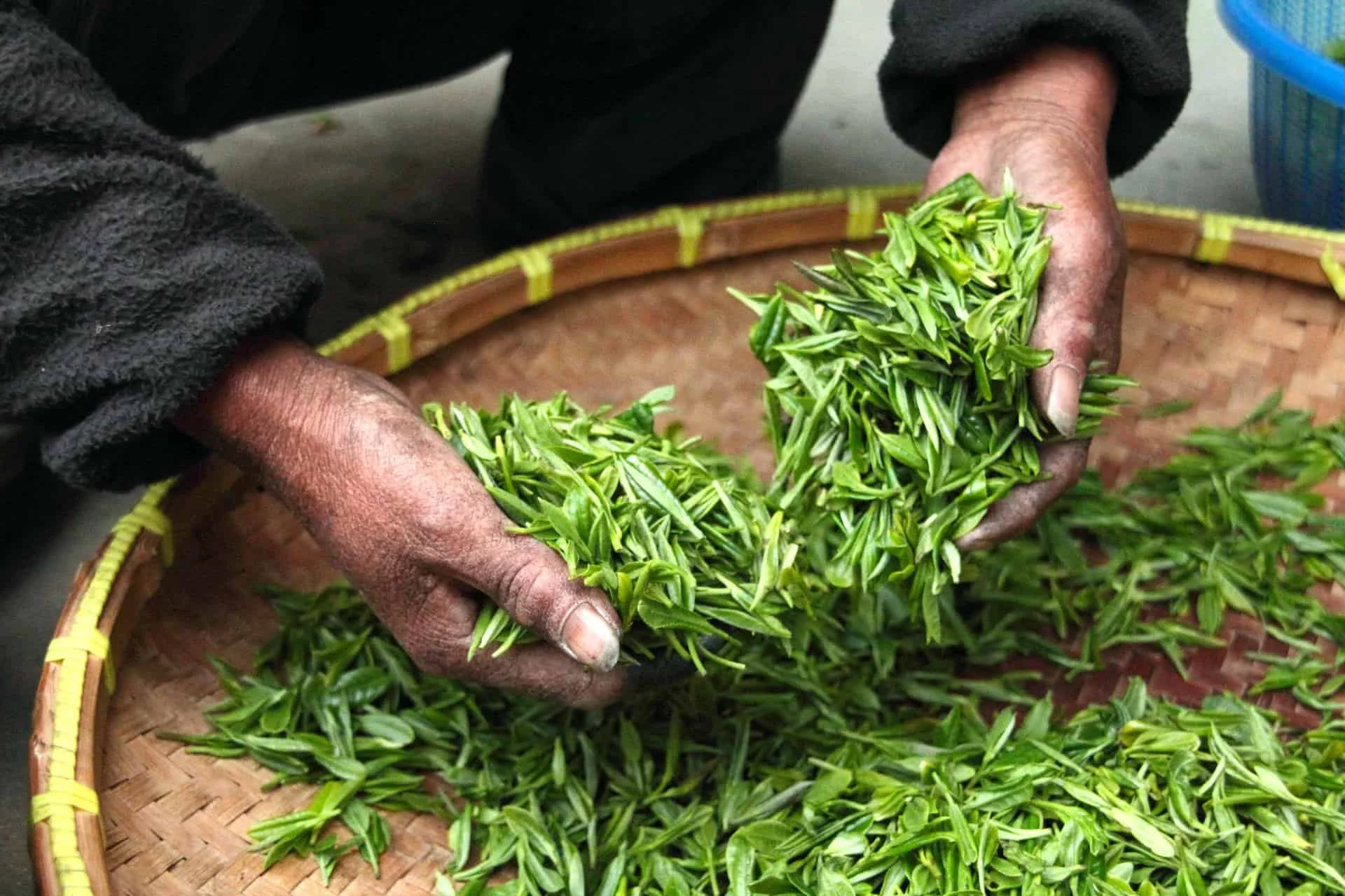 working with tea leaves
