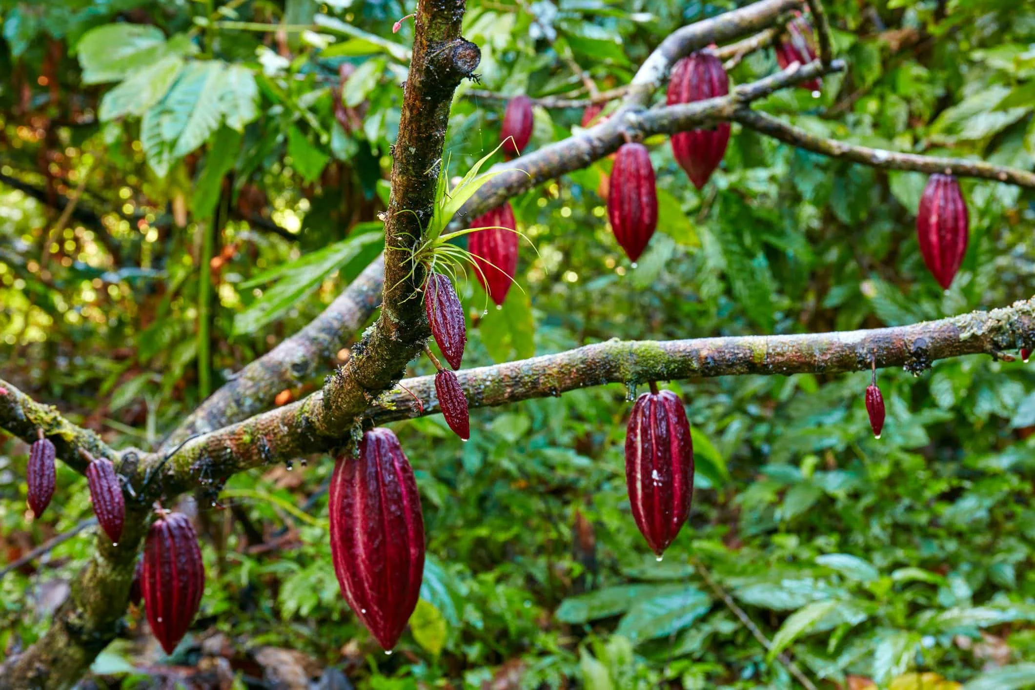 theobroma tree
