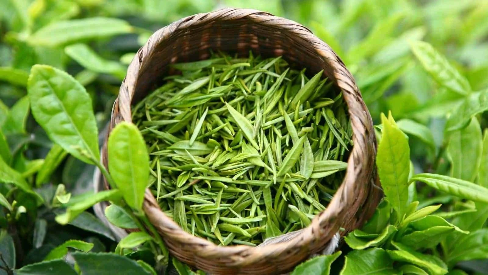 White Tea 12 Astounding Health Benefits and Side Effects