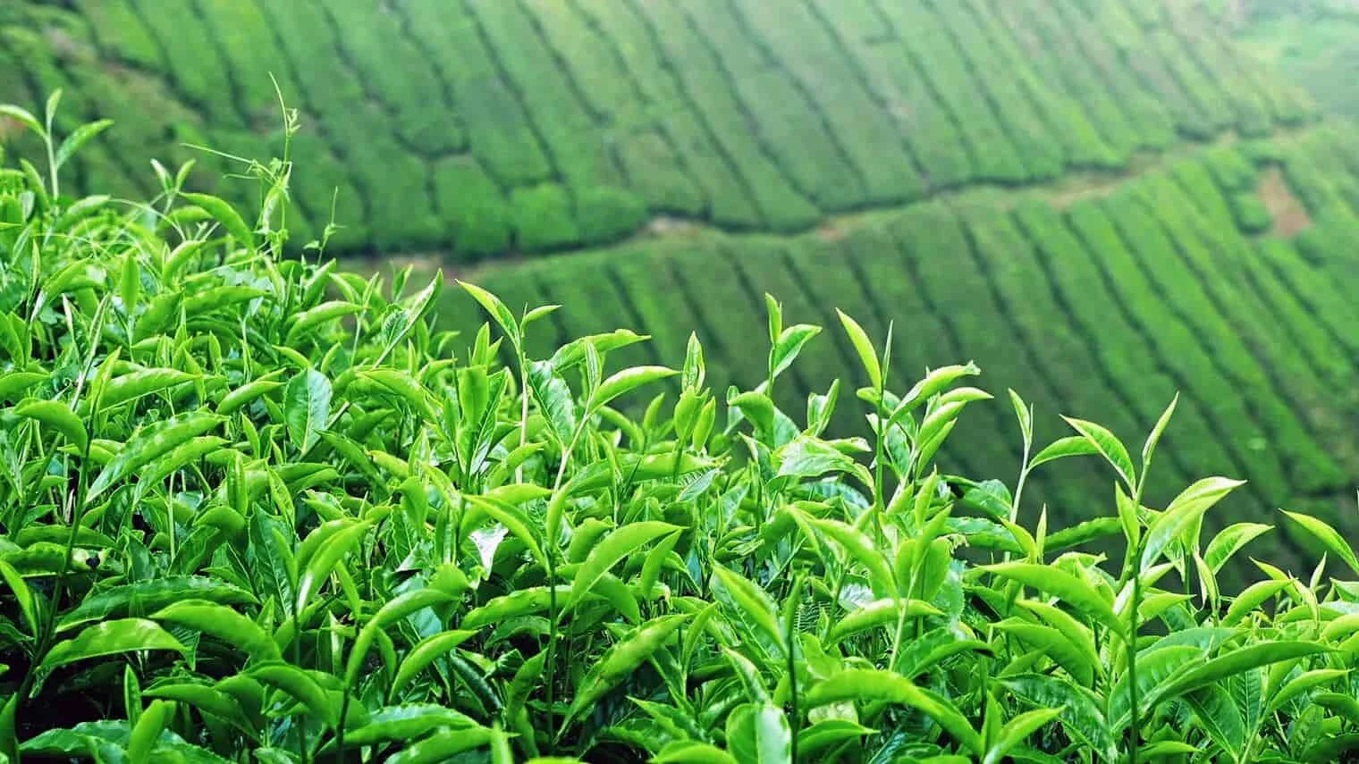 camellia sinensis plant farm