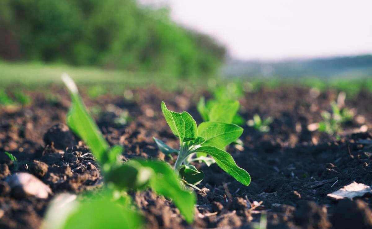 growing basil plants in a farm