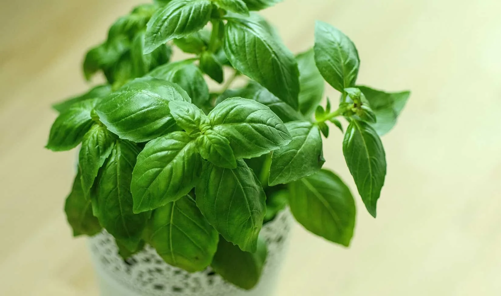 Basil 16 Superb Health Benefits and Side Effects