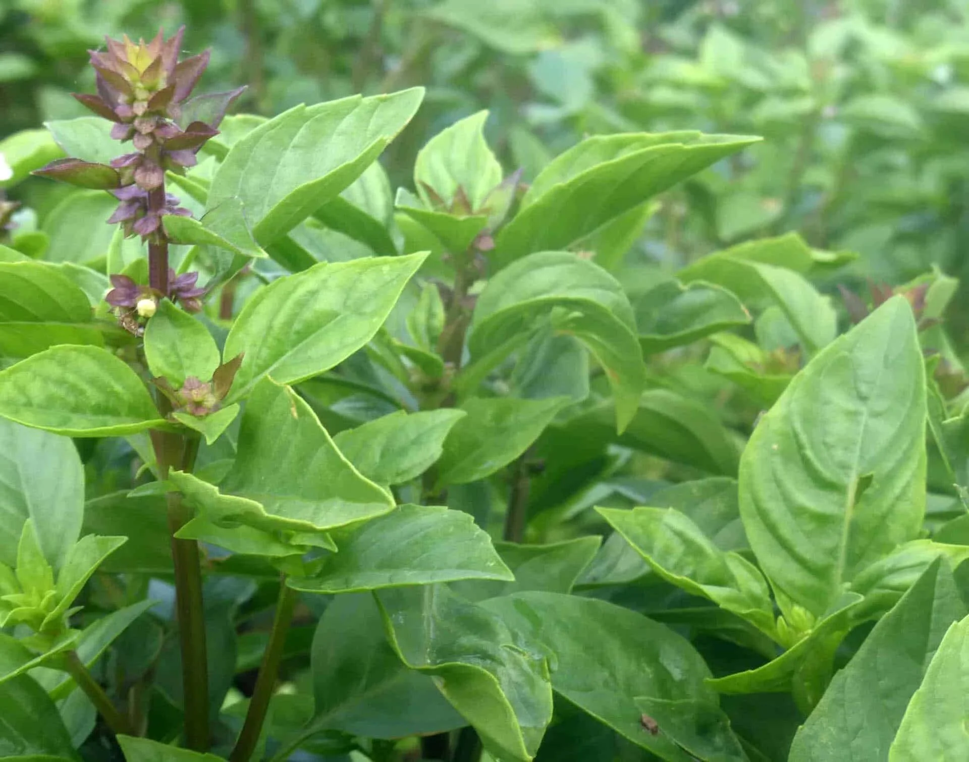 basil plants and buds