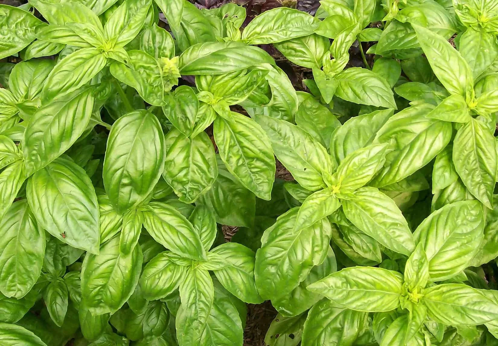 sweet basil plants