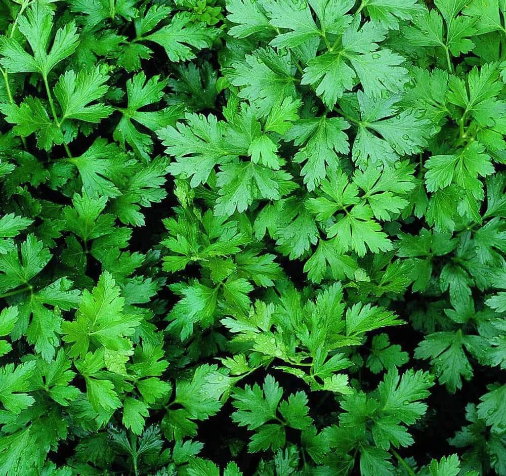 bunch of wild parsley leaves