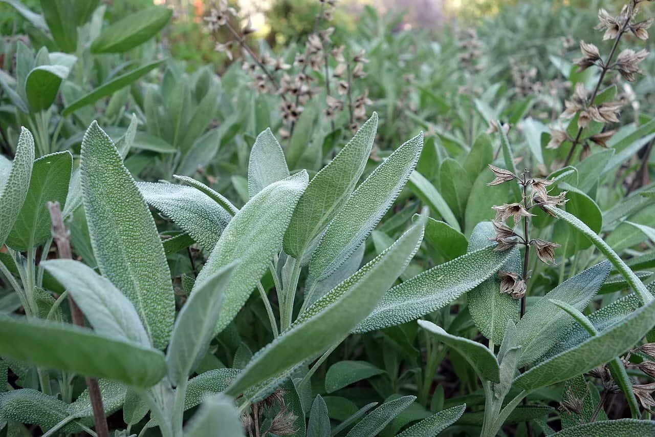 wild sage plants