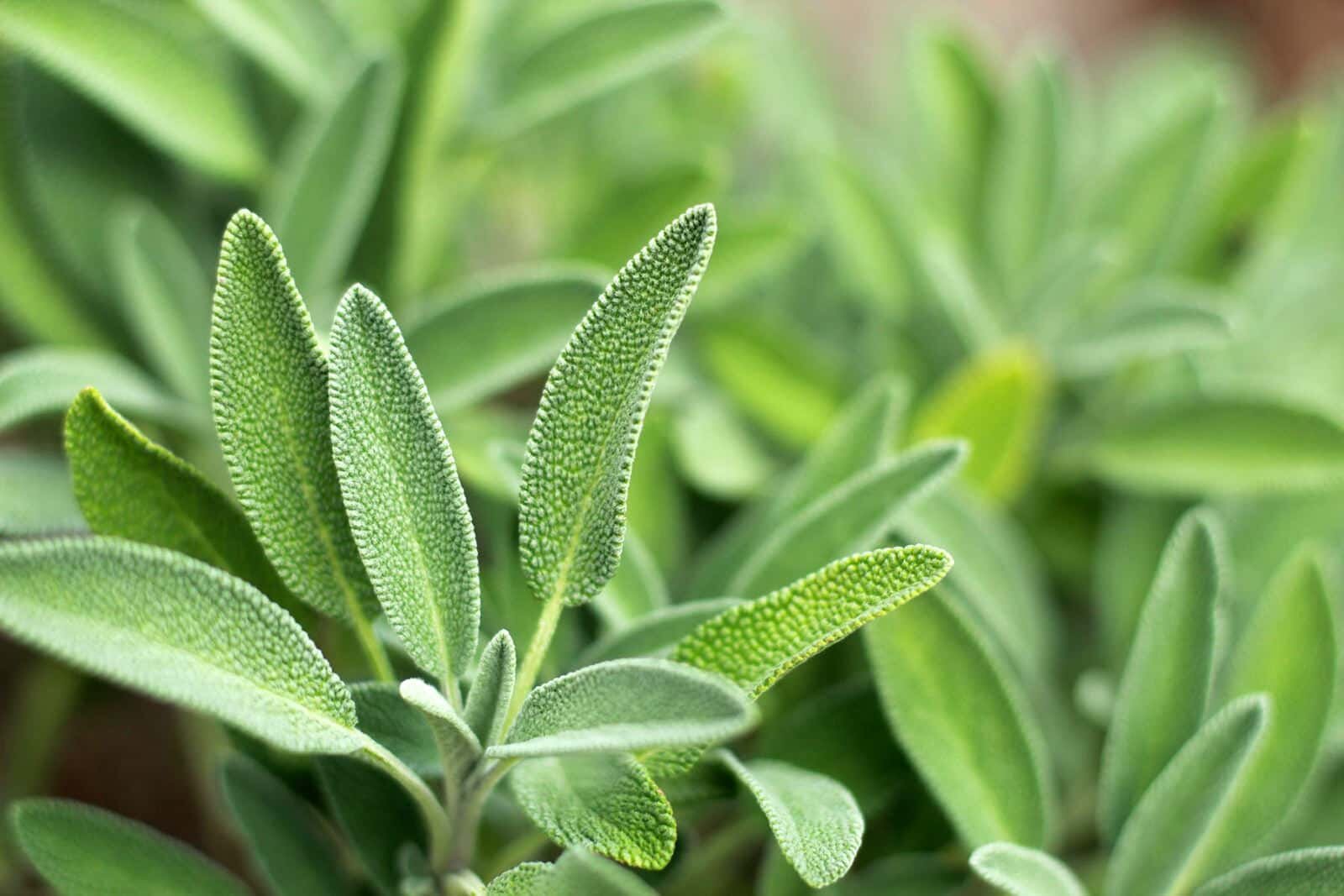 close up of sage leaves