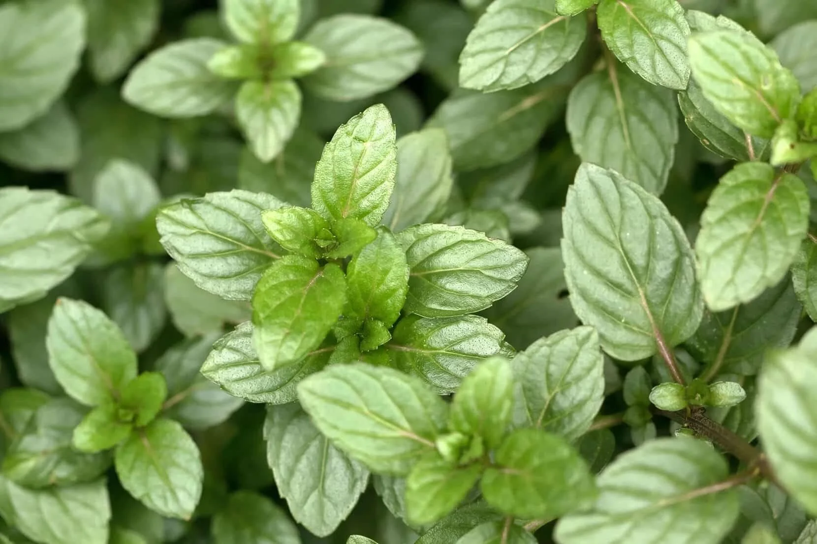 chocolate mint plants