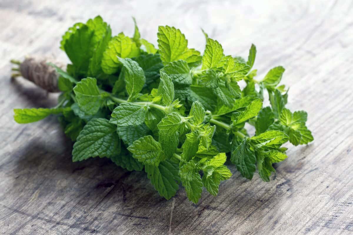 bundle of mint herbs