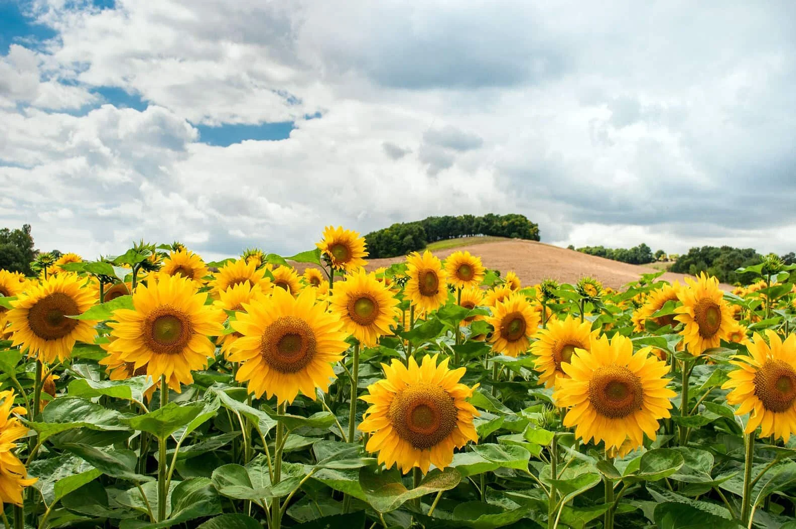 sunflowers growing in a farm