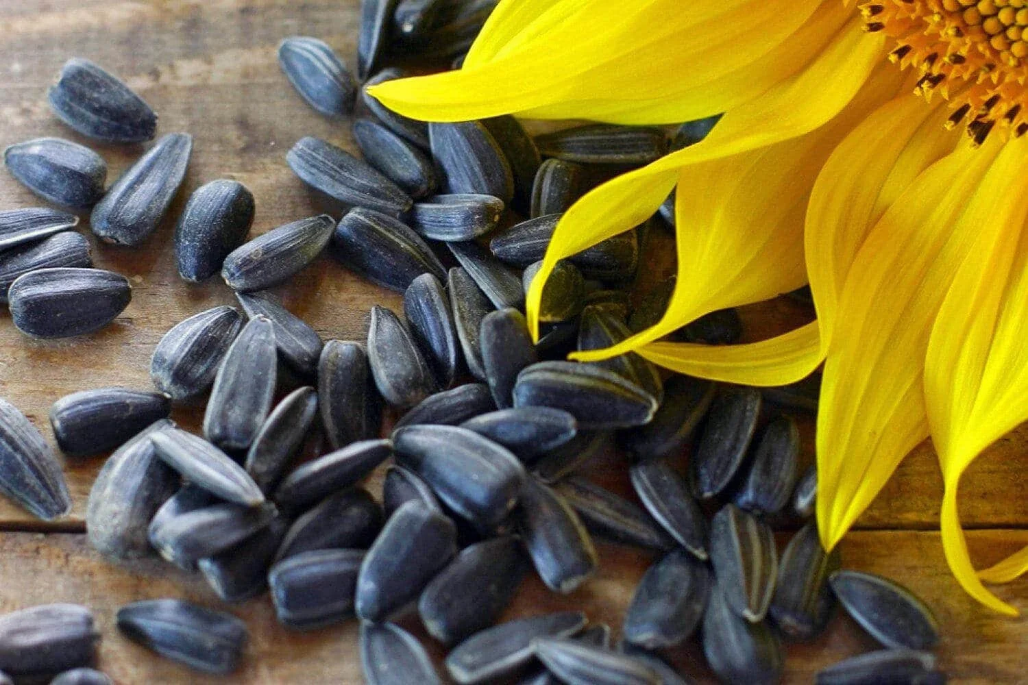 sunflower seeds on a table