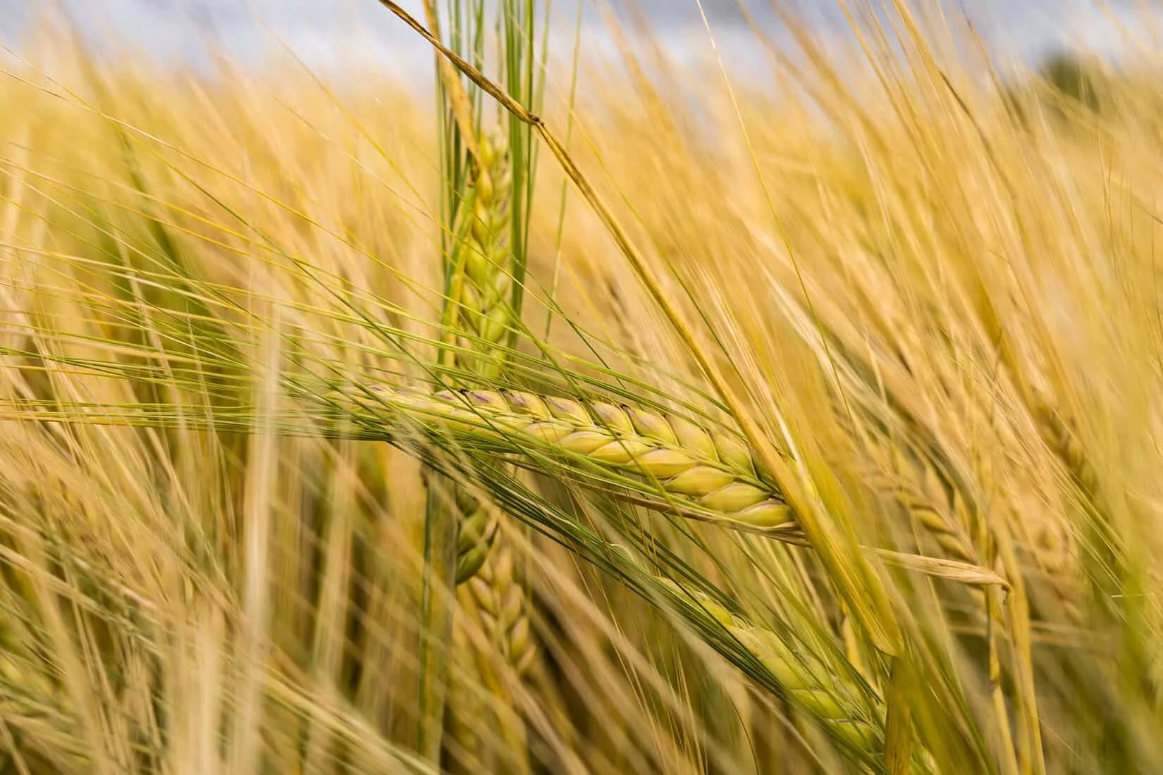 field of grains and crops