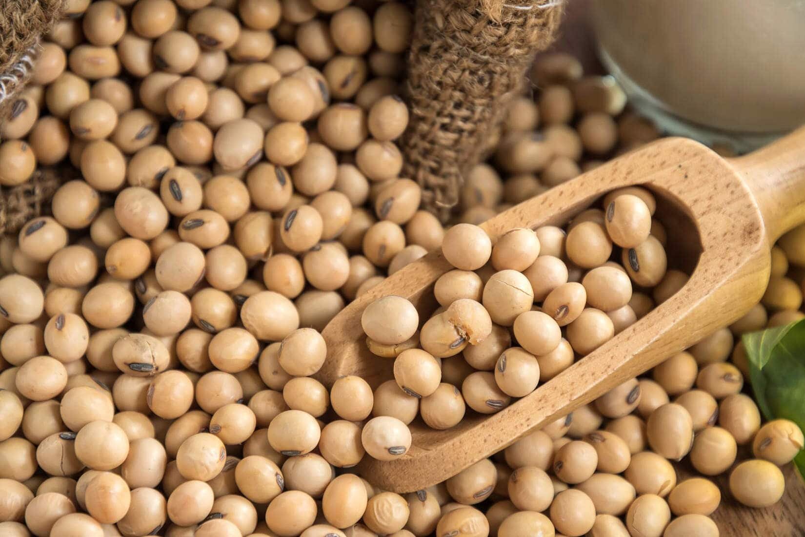 spoon of soybeans