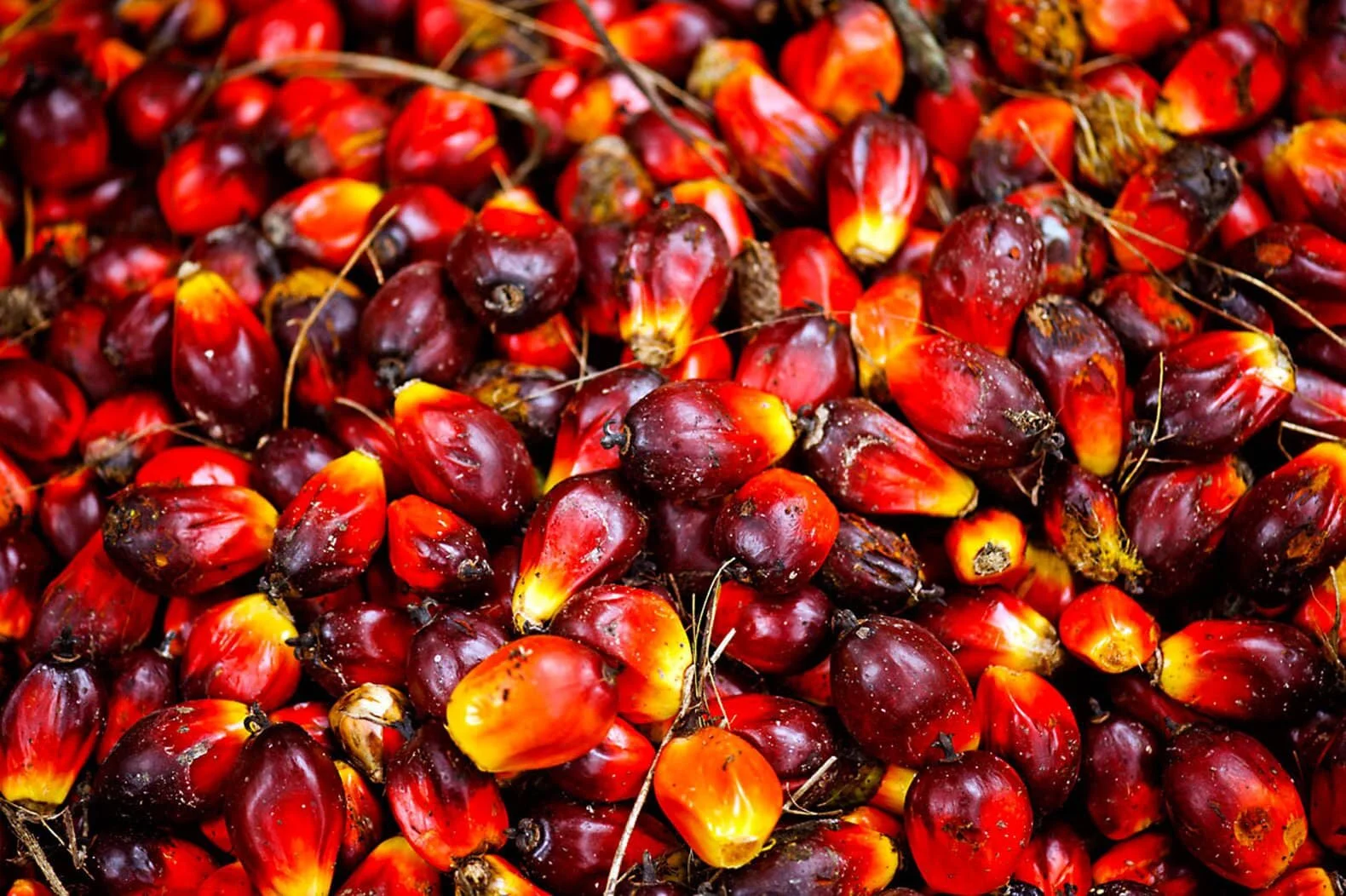 bunch of red palm fruits