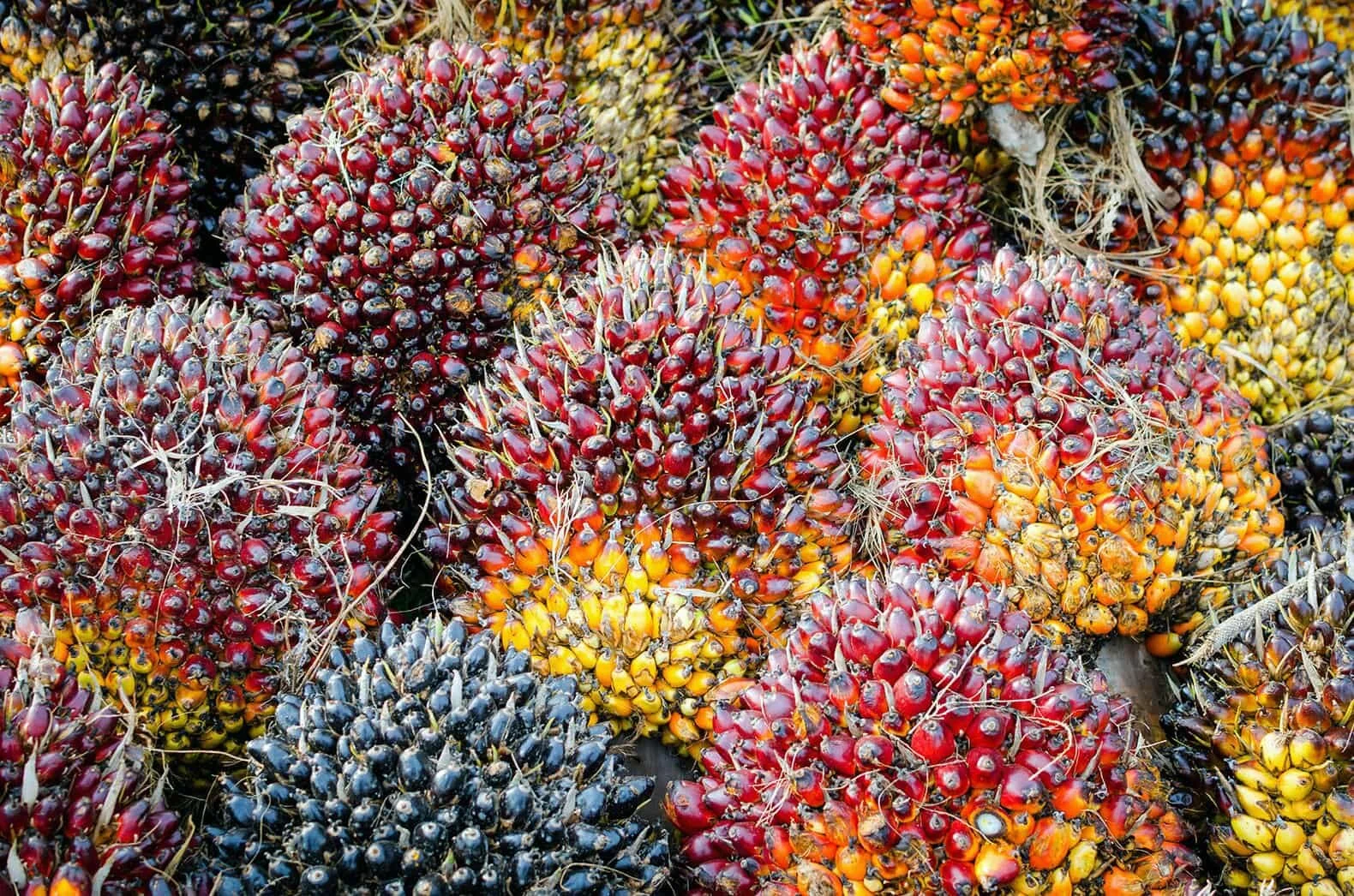 bunches of fresh palm fruits