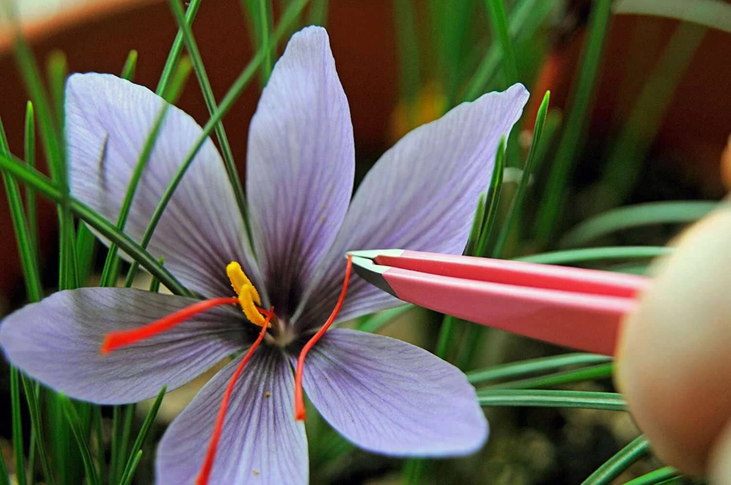 saffron crocus flower