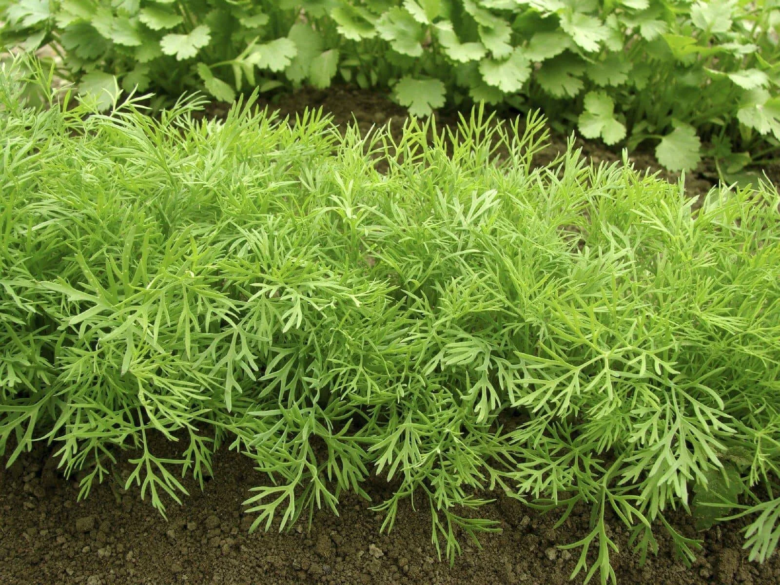 bushy dill plants