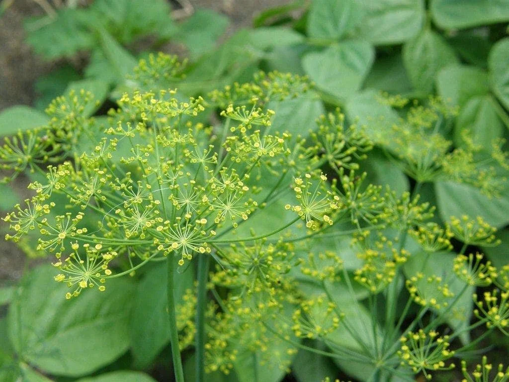 dill flowers and plants