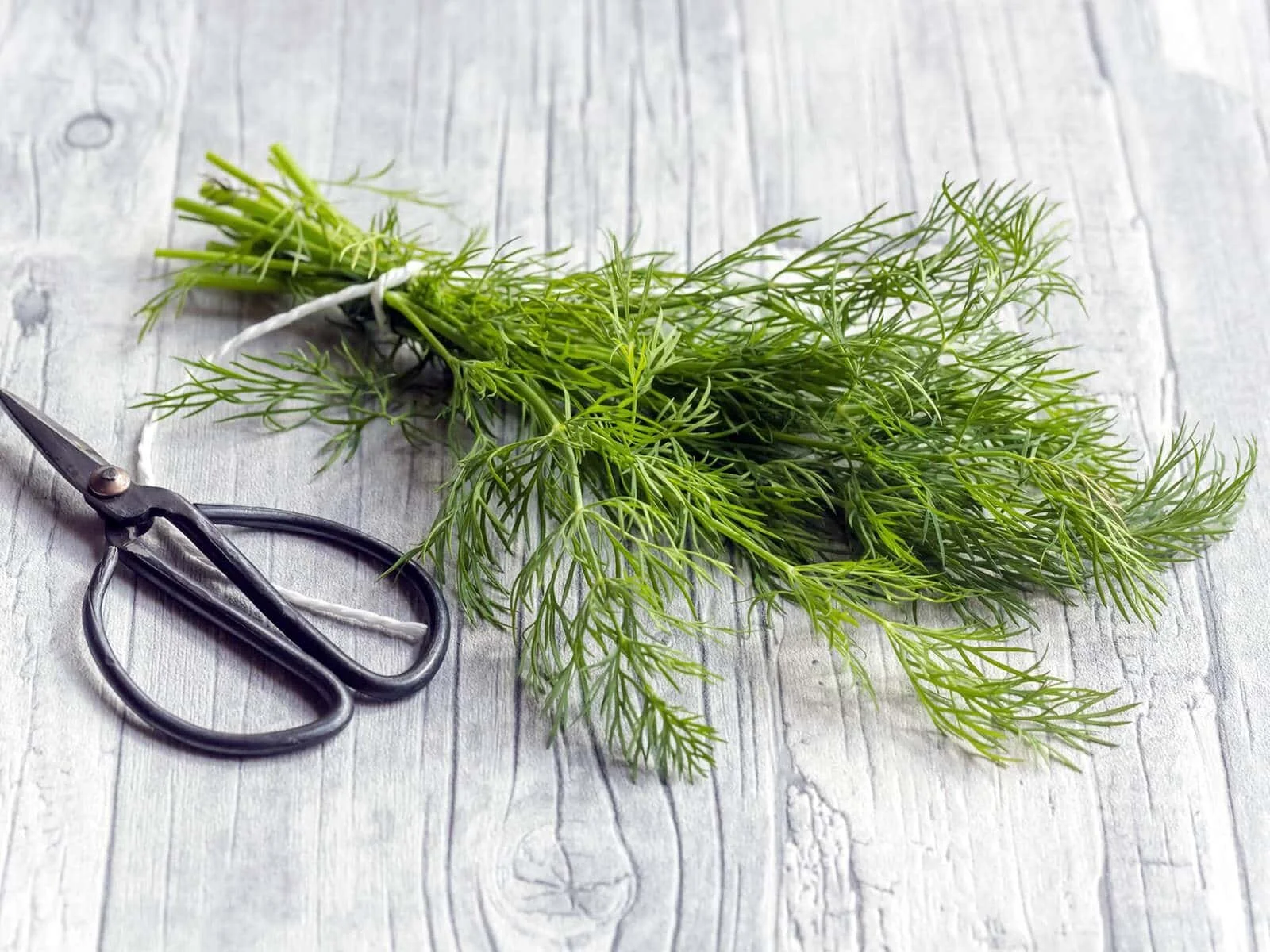 bunch of dill herbs with cutters