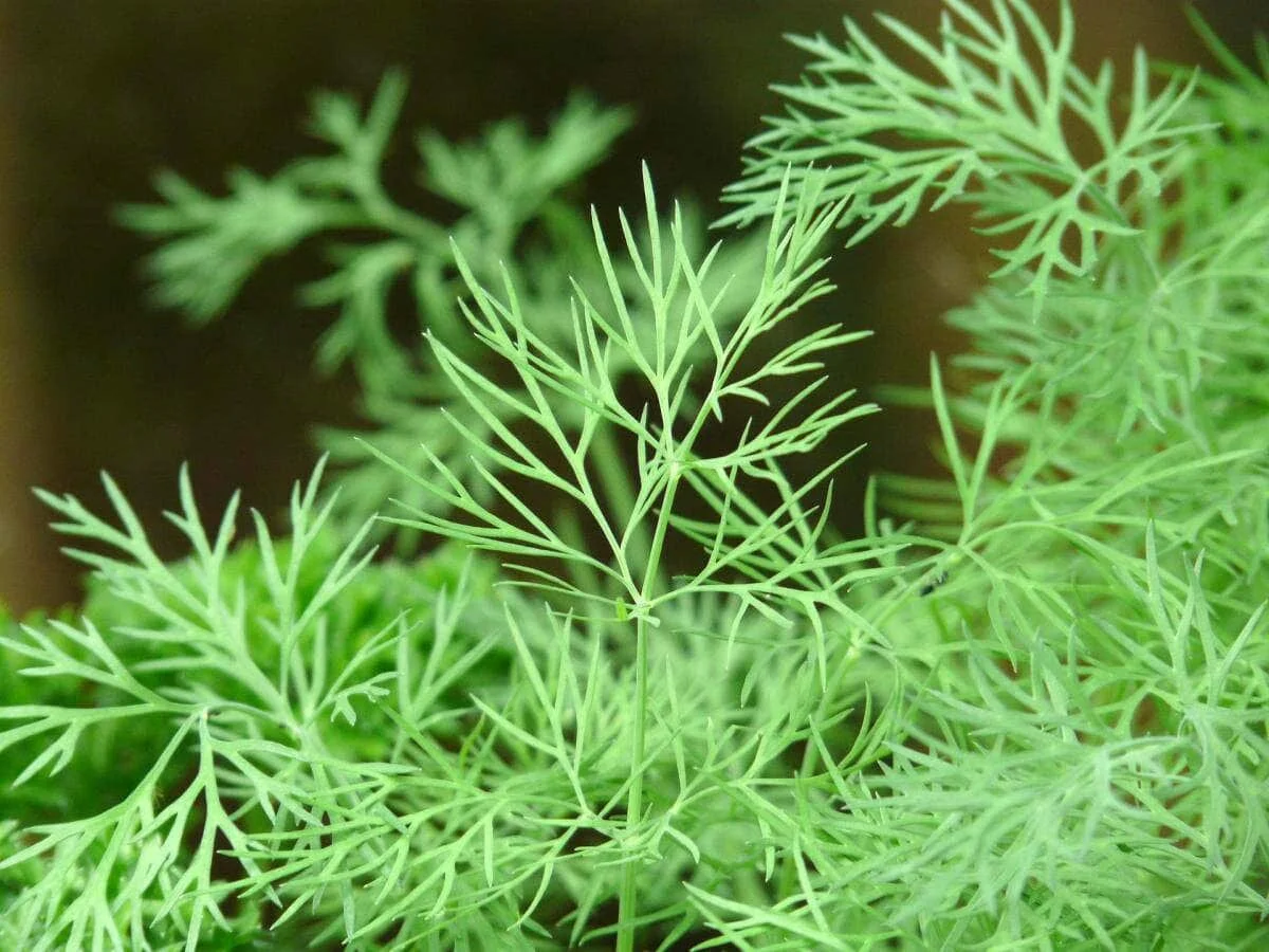 young growing dill plant