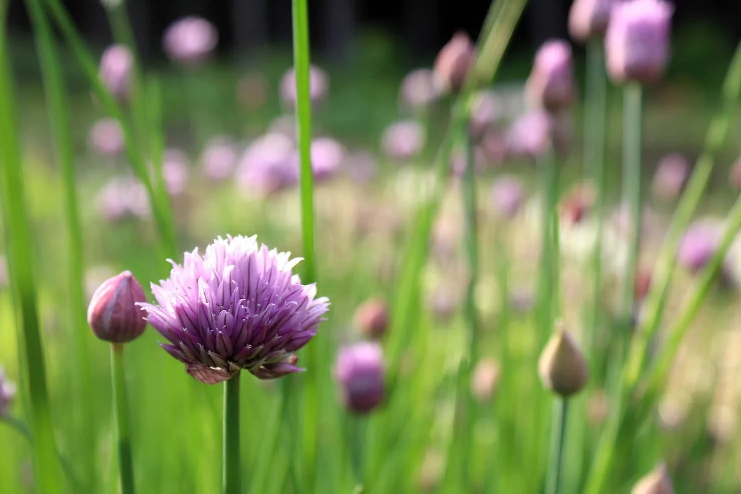 chive flowers close up