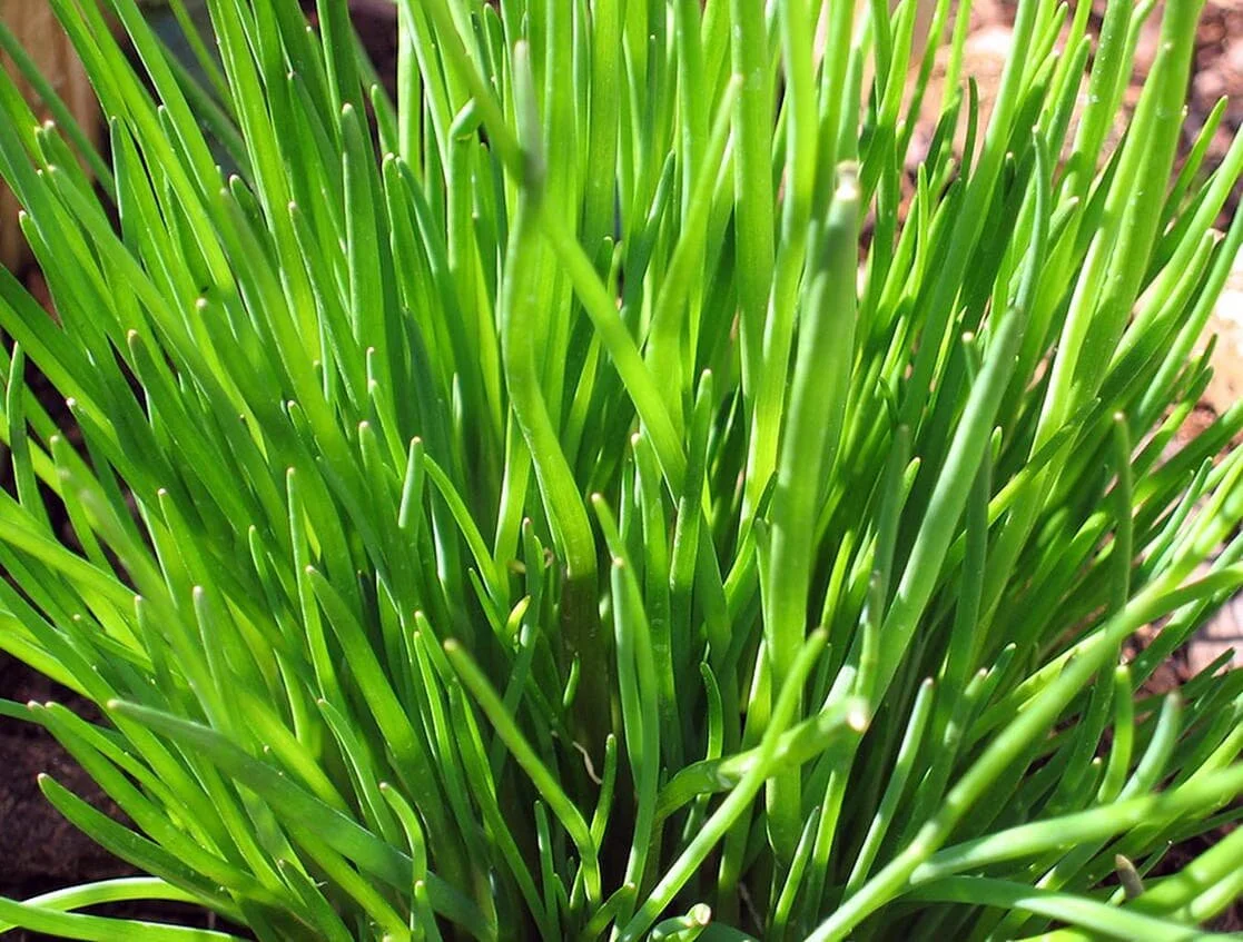 bunch of chives