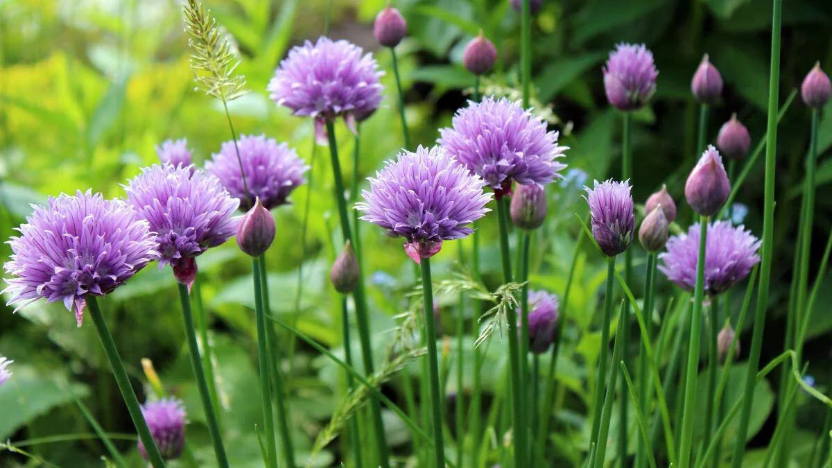 chives flowers and crops