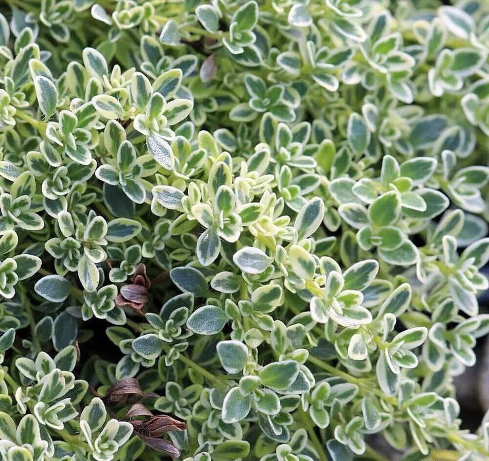 silver thyme leaves and plants