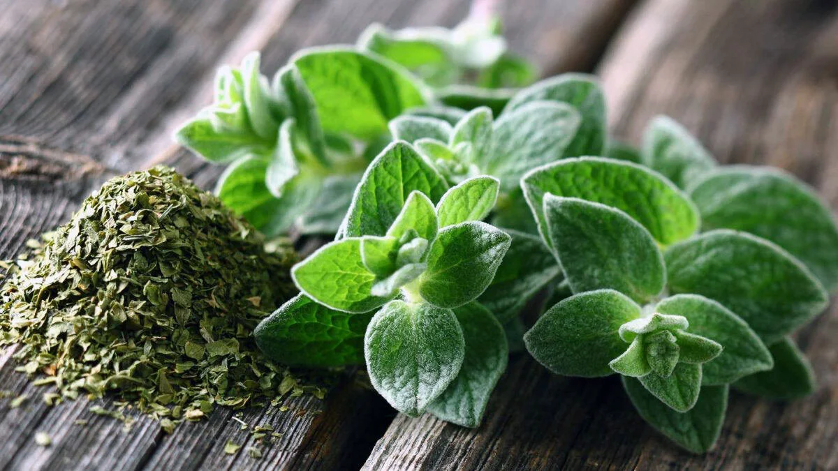 dried oregano seasoning and leaves