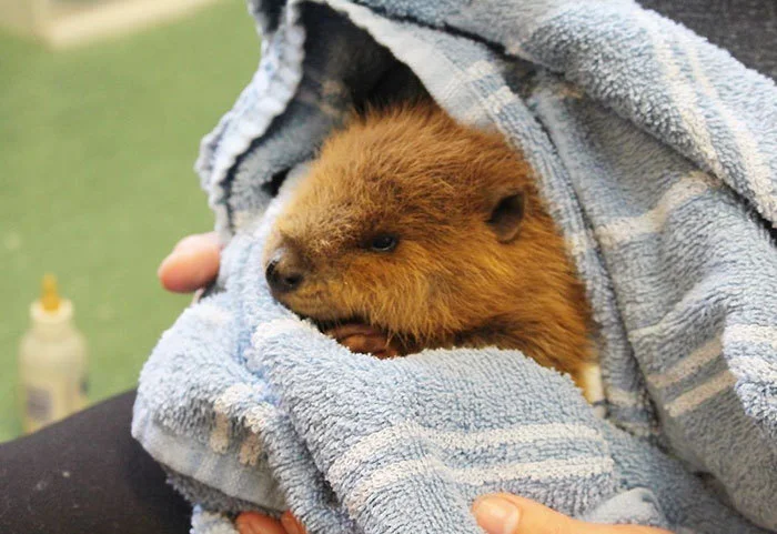 In honor of the last time Kaarin will (probably) ever get to talk about beavers on the show, may we present some particularly adorable ones?