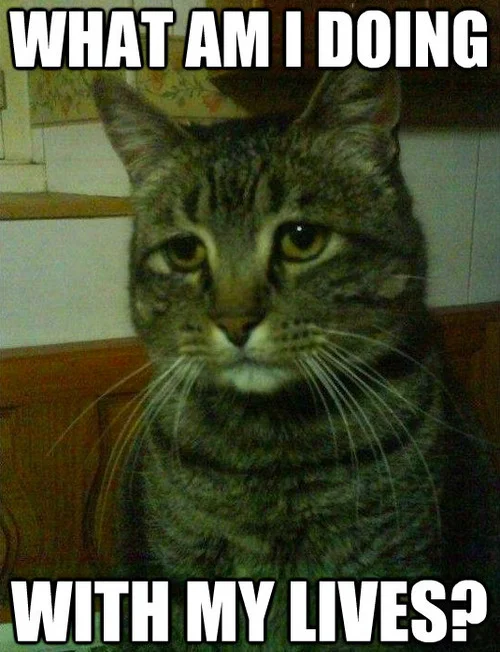 meowingtonsco :
See more at:
Meowingtons.com
Basically the same question we ask every week on the show, but in cat form.