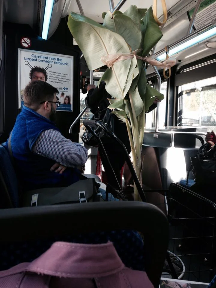DC Banana Plant: Gone from the S2 bus, forever in our hearts.