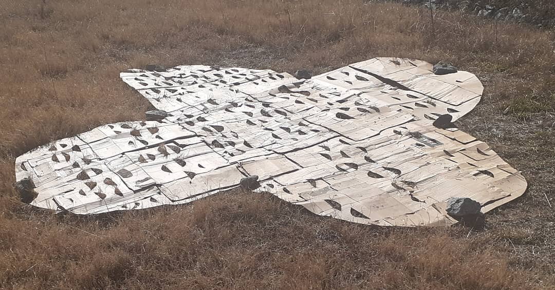 #Wildflower Wildflowers sprinkled beneath and surrounding this object