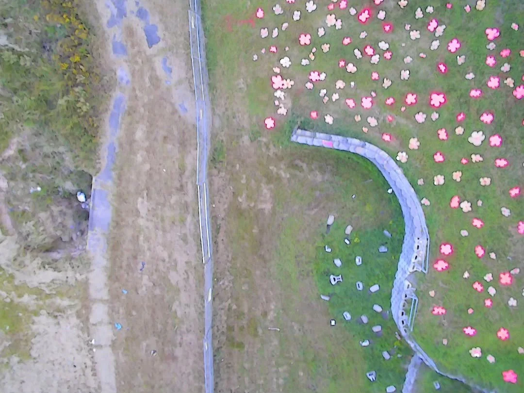 Field of flowers.jpeg