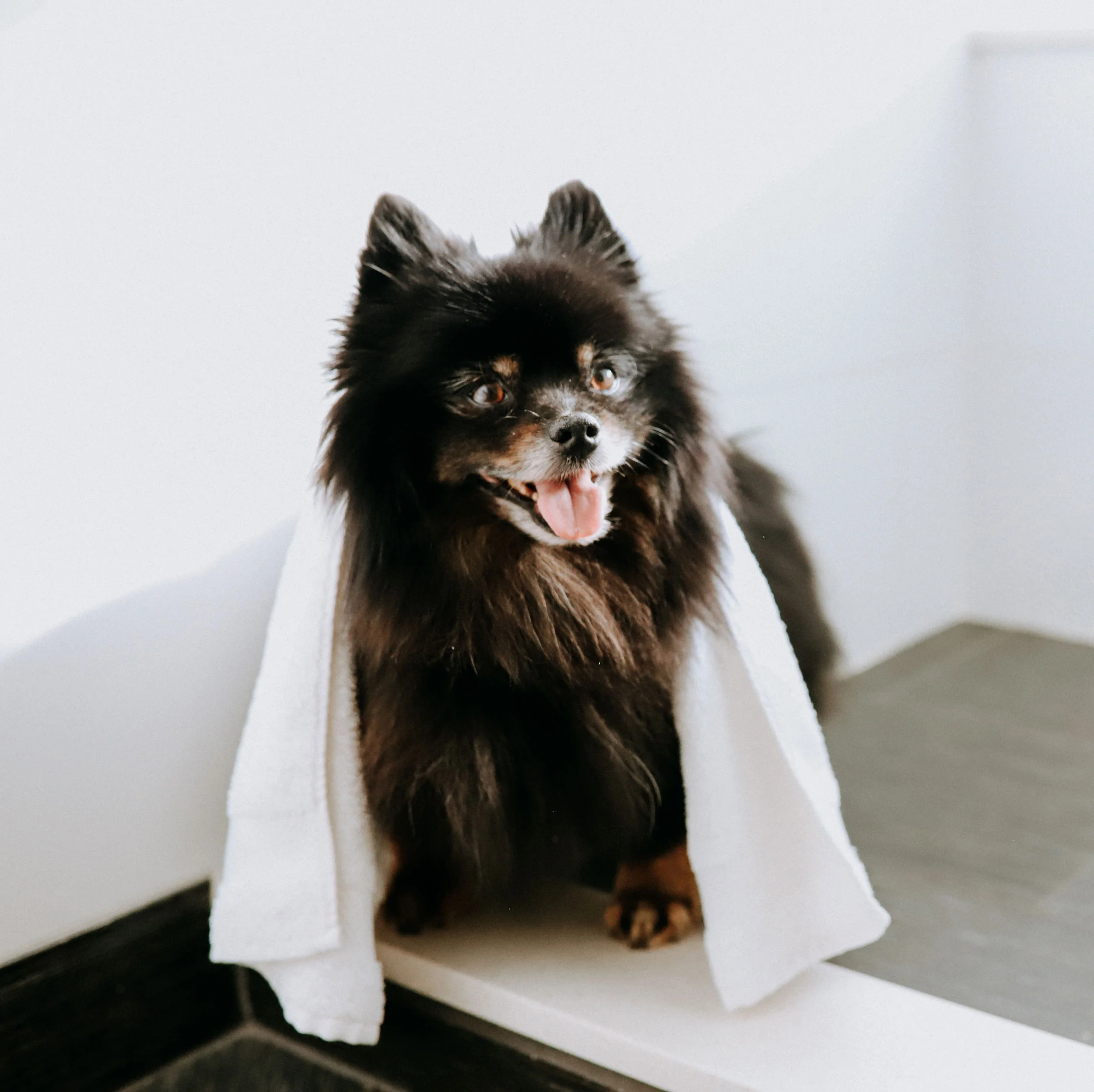 Adara-dogshower-1.jpg