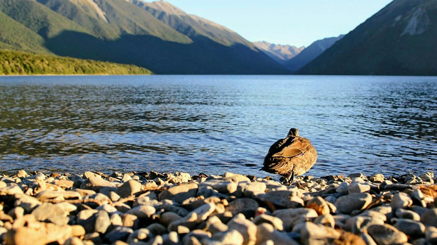 Lake RotoitiNelson Lakes,&nbsp;New Zealand
