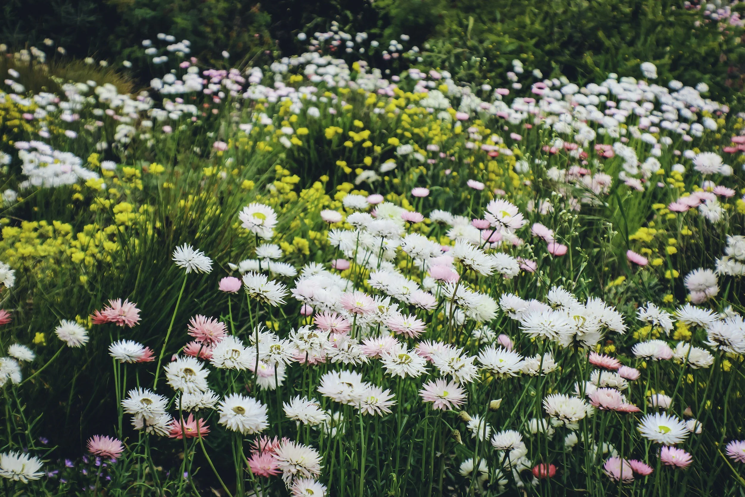 A field of everlasting daisies in Kings Park