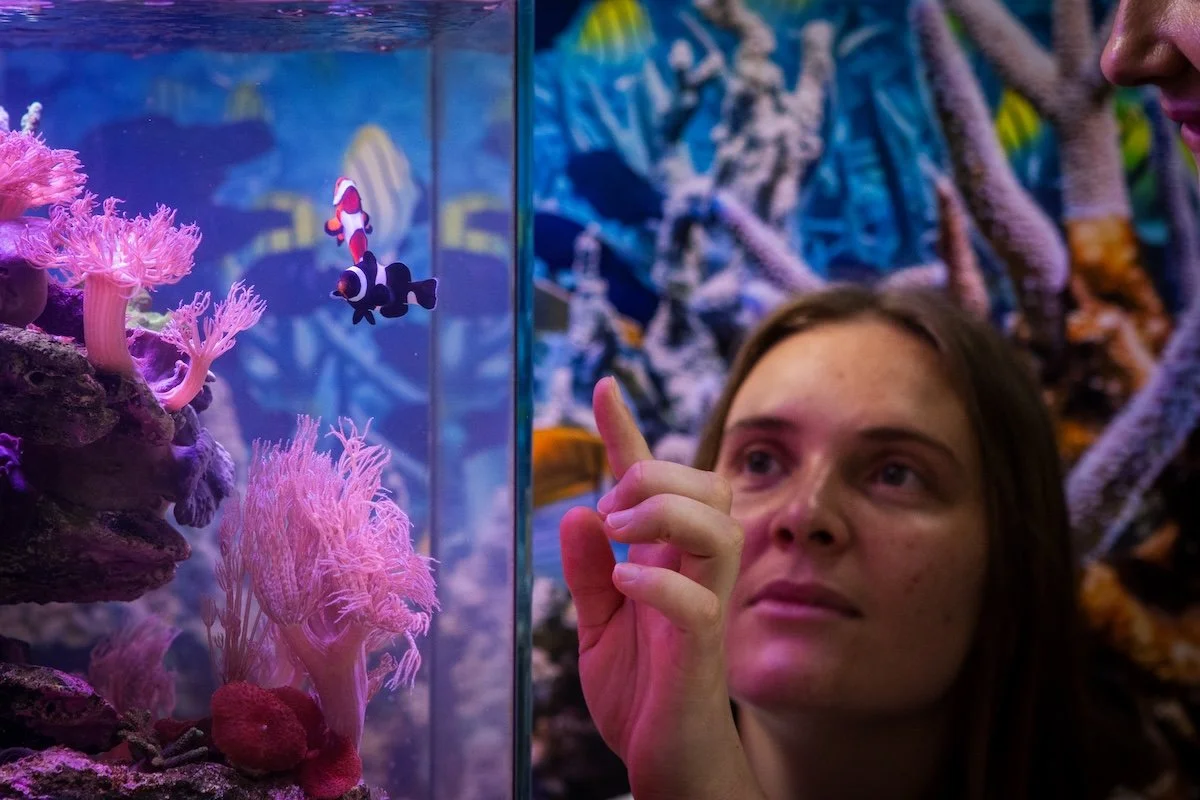 A young woman observes clownfish and pink coral inside an aquarium at an ocean-themed exhibit.