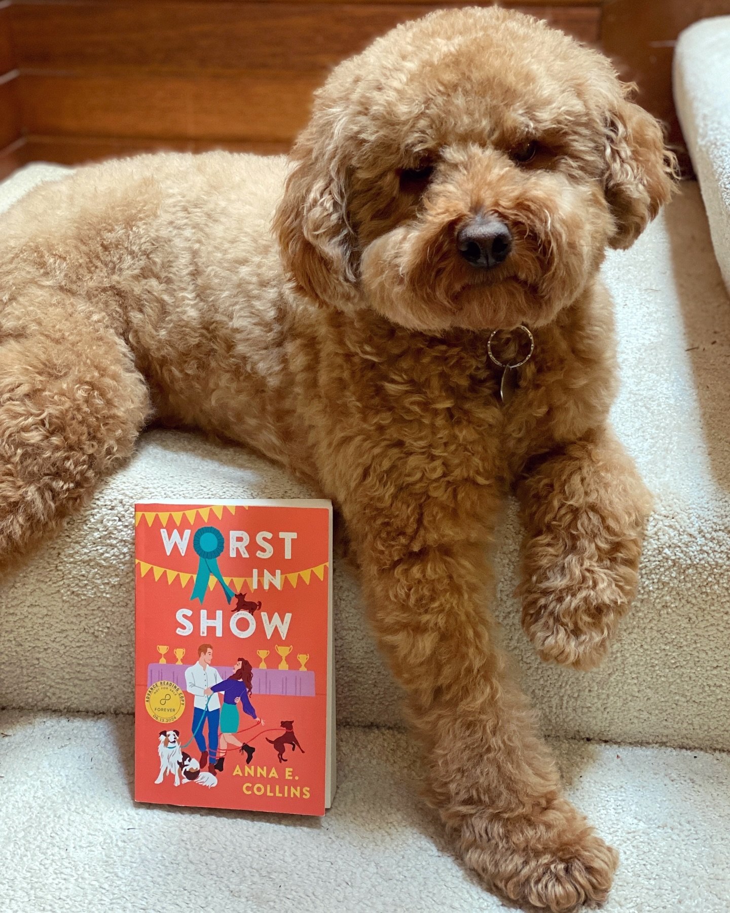 Archie is extra floofy today and begged me to let him pose with &ldquo;his&rdquo; book. I couldn&rsquo;t say no - it is dedicated to him after all. Worst in Show can be yours too - preorders are open! 😜🐾

If your dog could read, what would be the g
