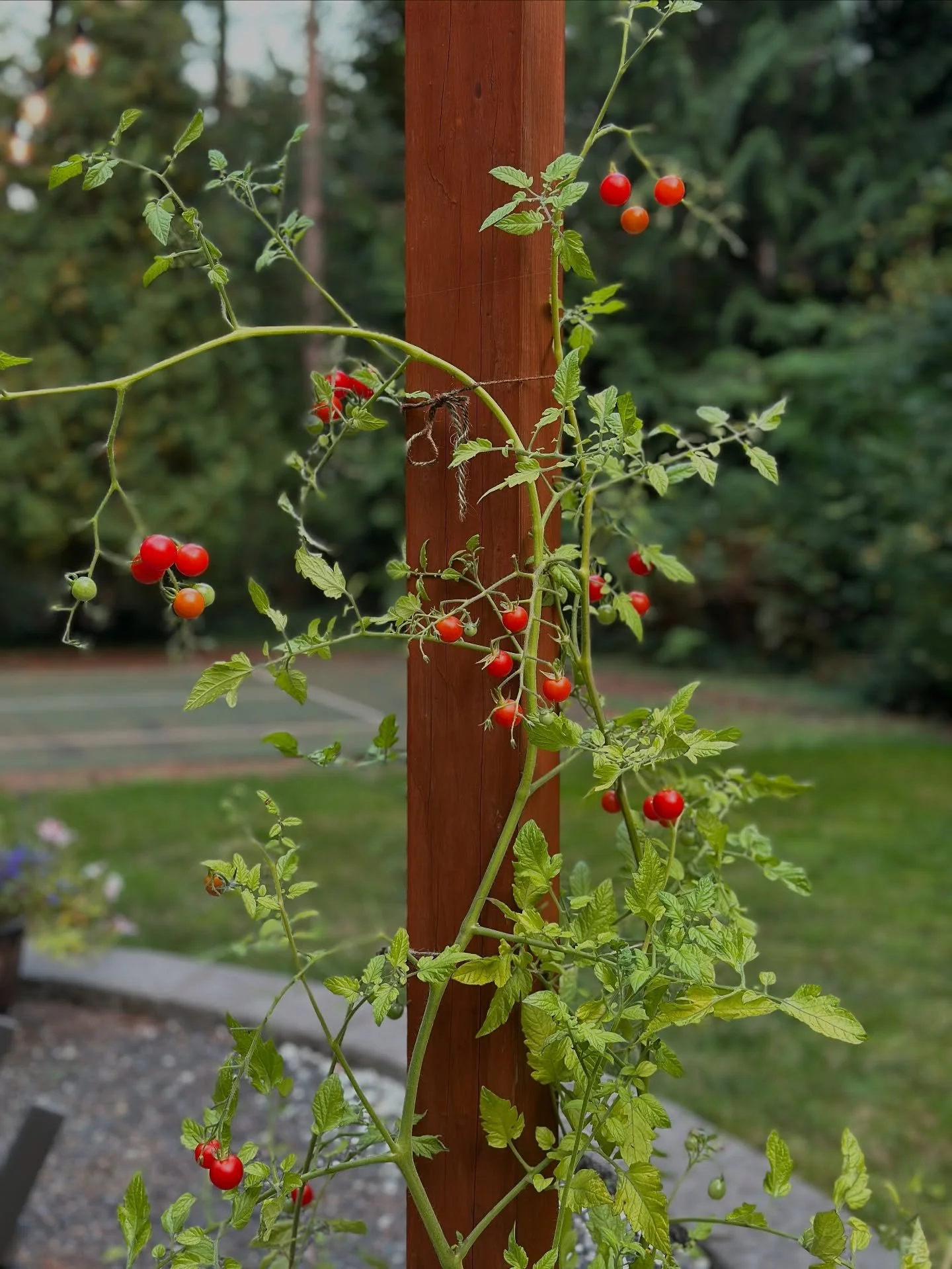 Tomato break. 🍅

#gooutsidetoday