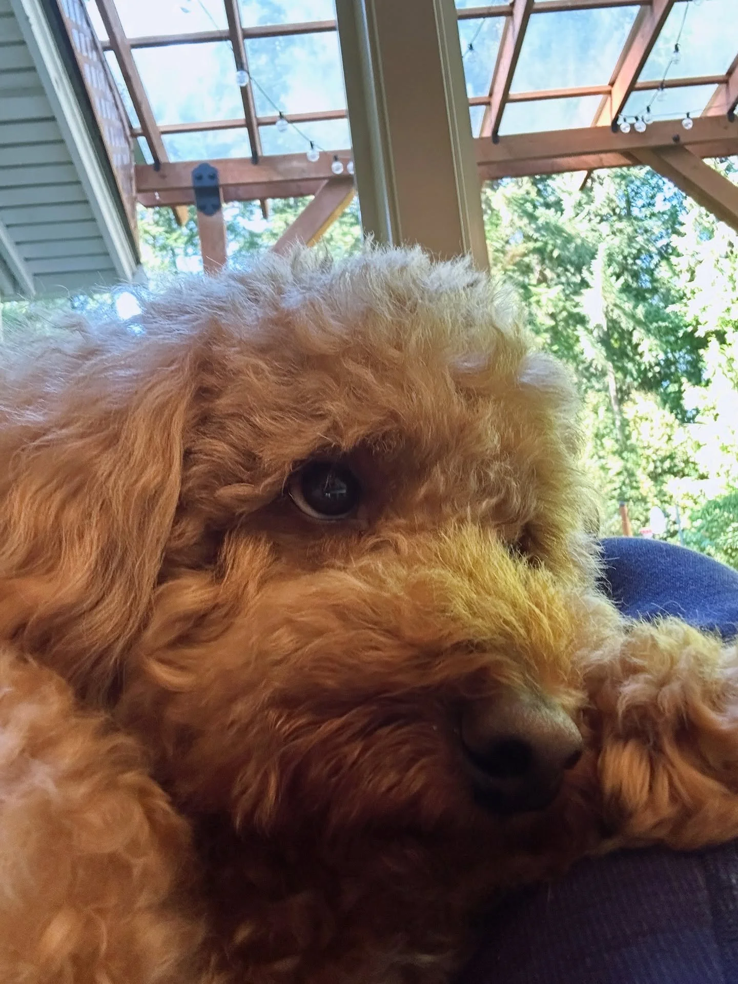 Monday cuteness! 🐾❤️

(Like most of us, I think Archie prefers the weekend.)

#mondayblues #womansbestfriend #cutestdogever #dogstagram