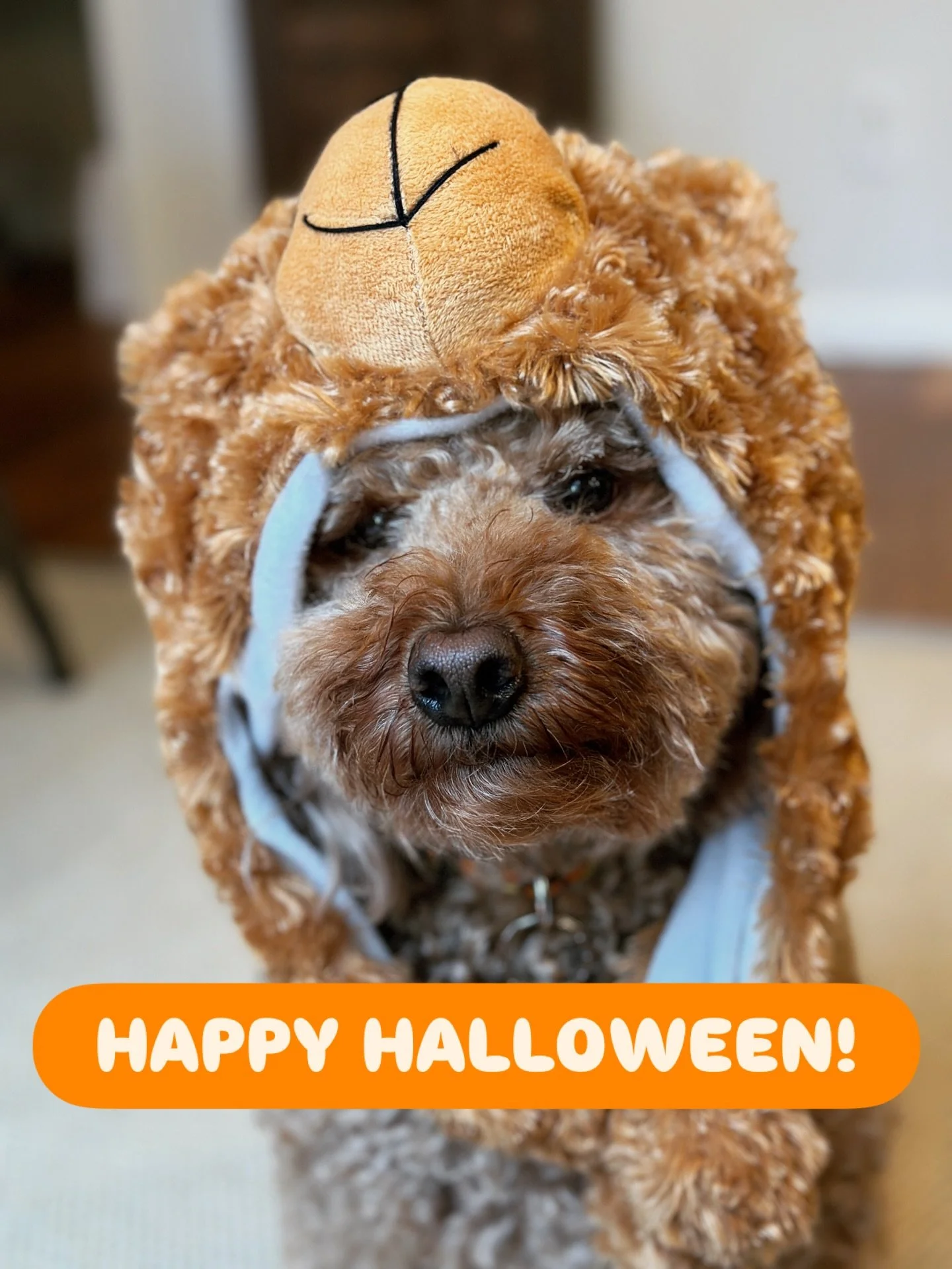 Happy Halloween from me and Archie to those who celebrate! 🎃

#halloweendog #happyhalloween #teddybeardoodle
