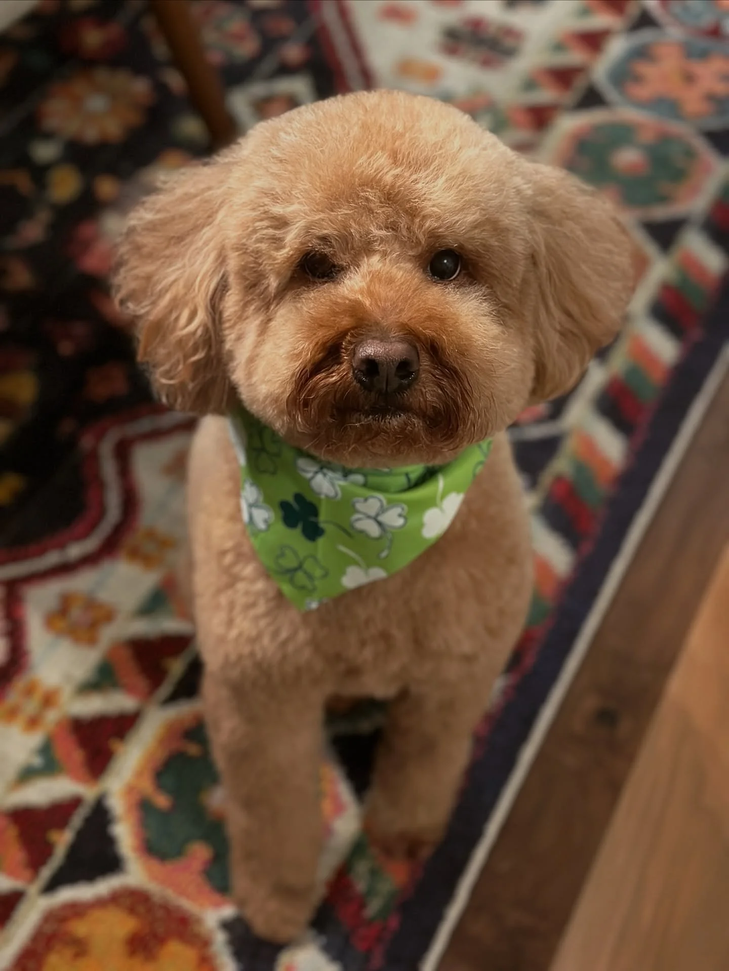 🍀Your good luck charm today!🍀

#luckydog 
#stpatricksday☘️