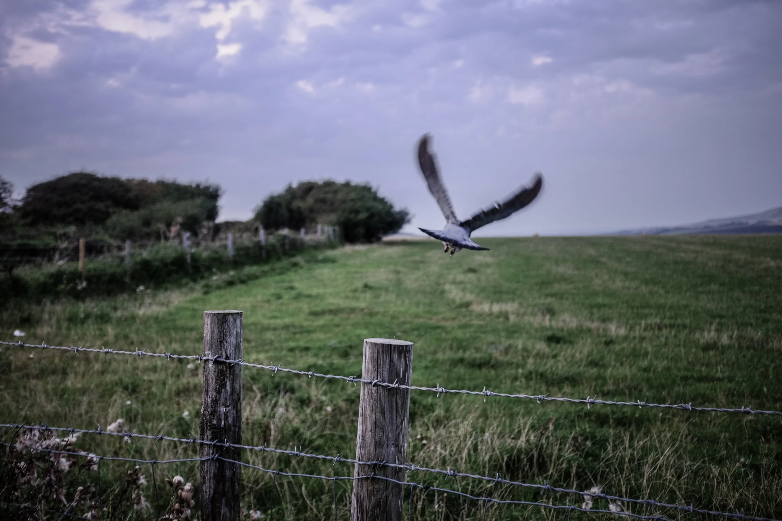 Seaford Head-97.jpg