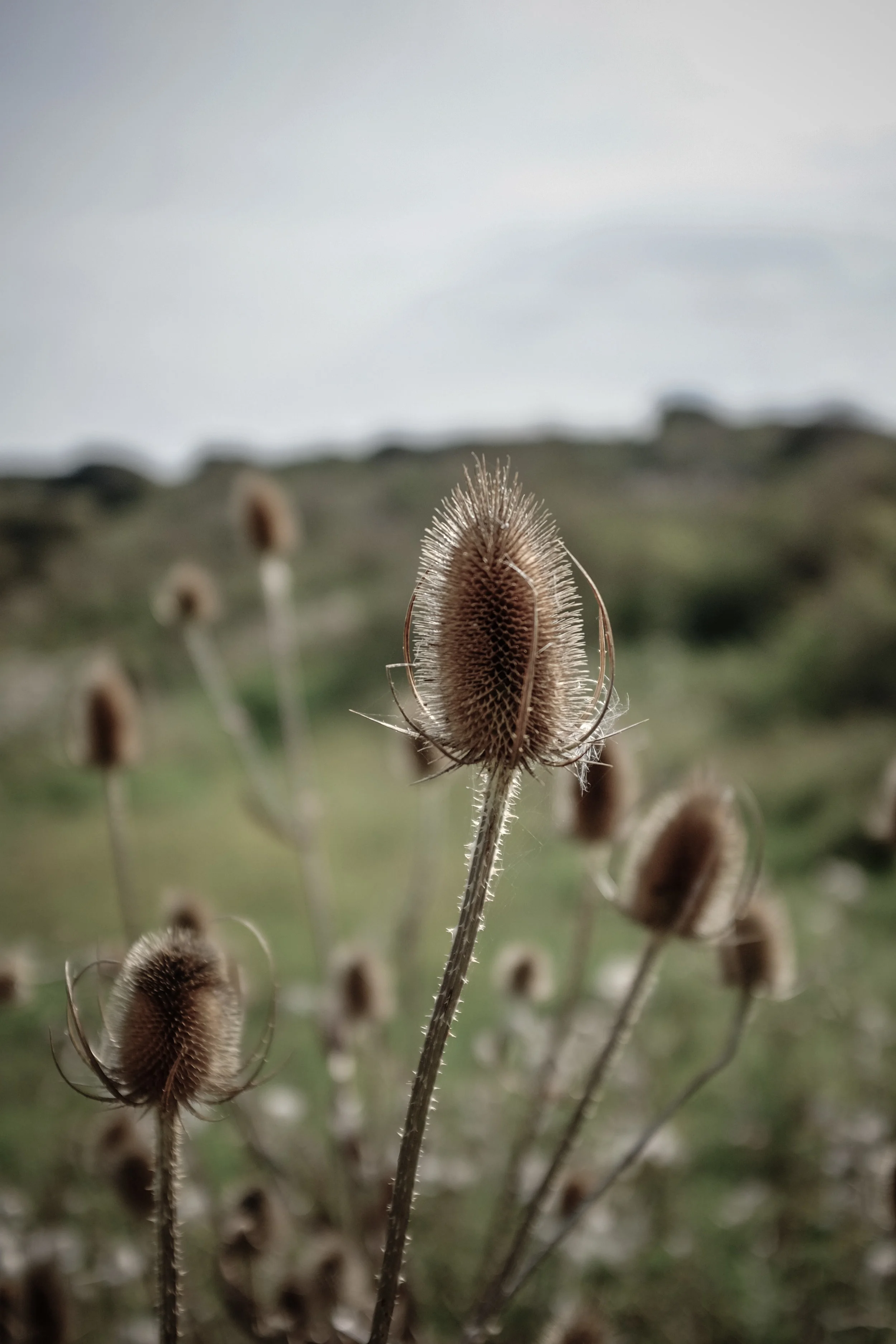 Seaford Head-19.jpg