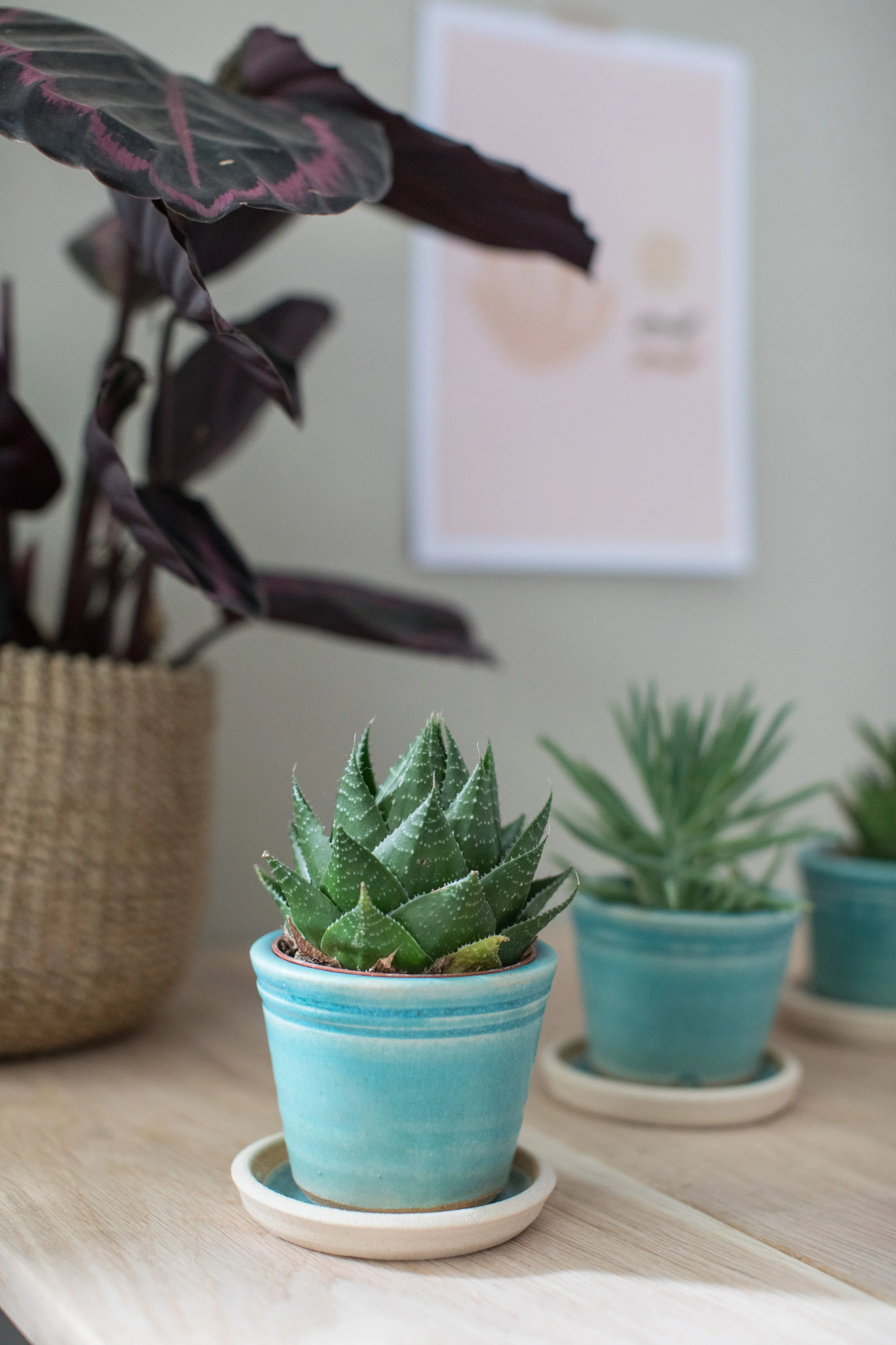 Small Plants Pots 004 copy.jpg