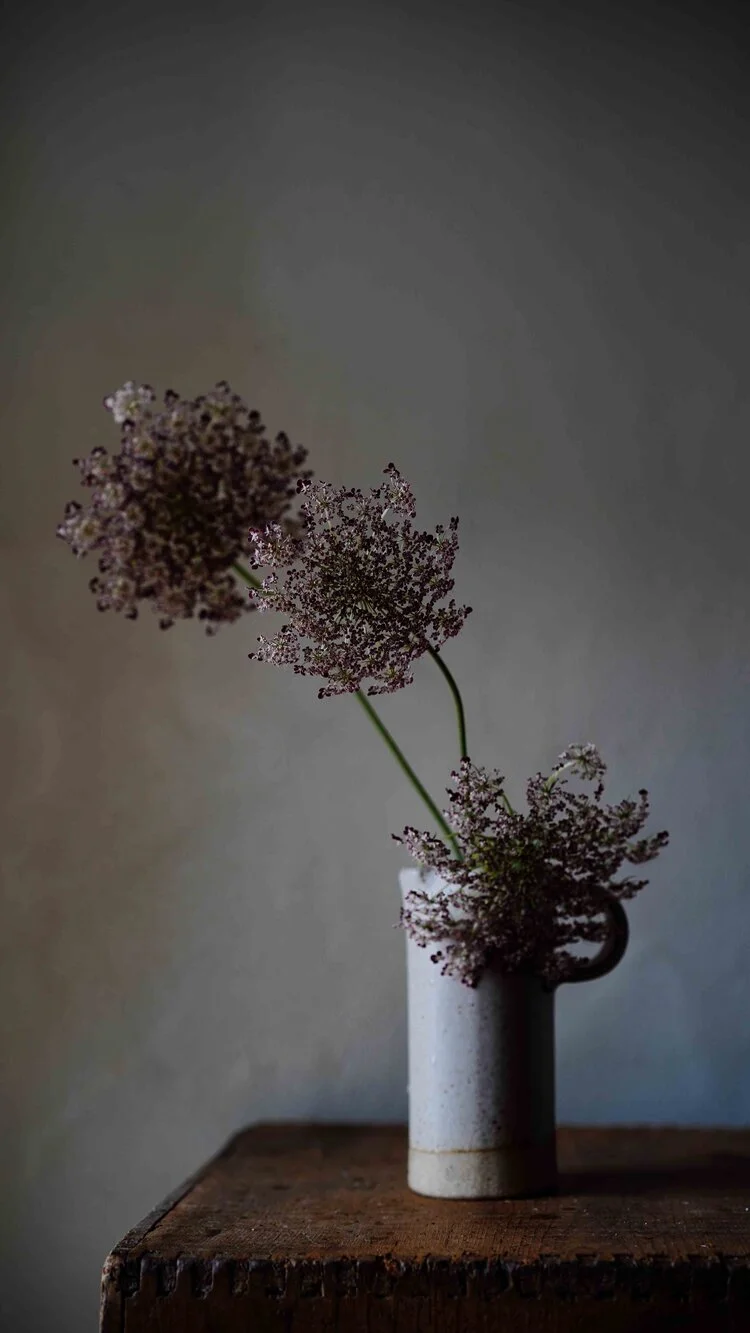 Daucus Carota Dara Seeds - £3.50 - Grace Alexander Flowers