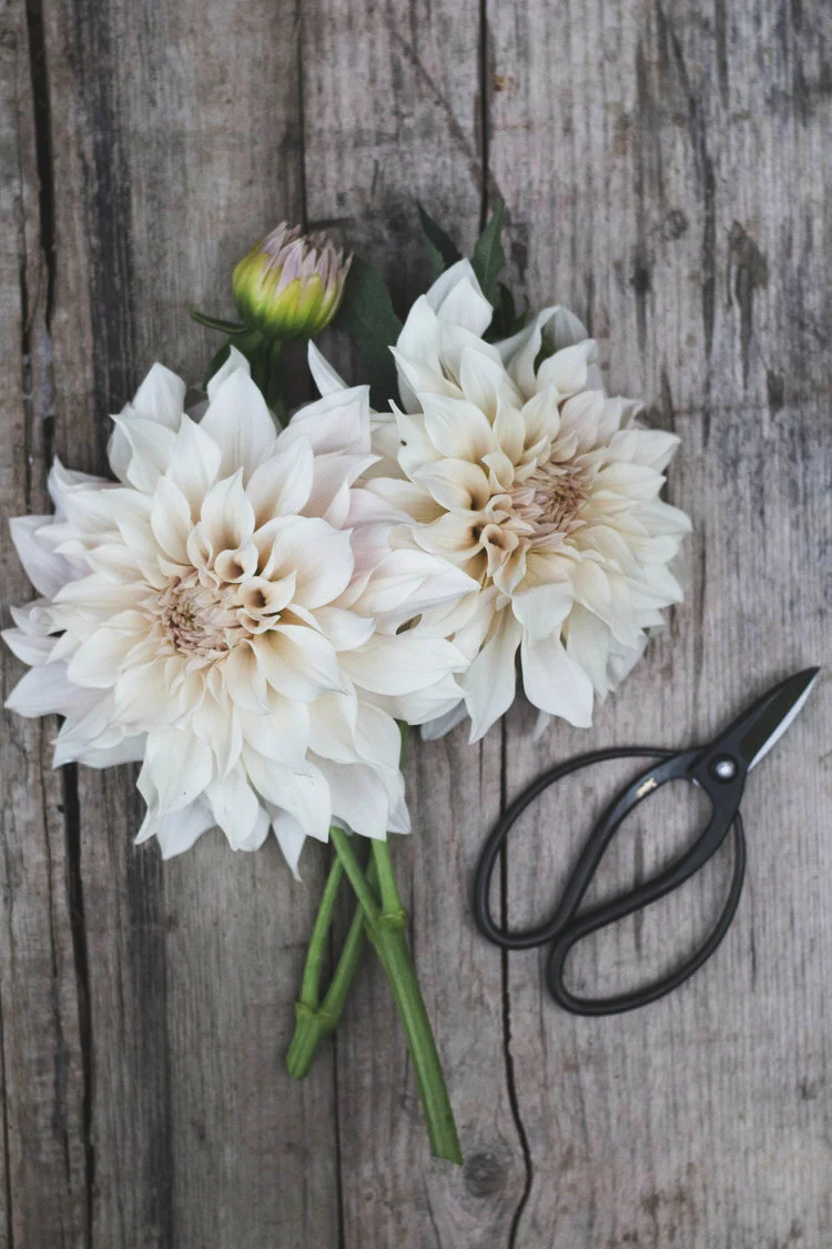 Florist’s Snips - £29 - Grace Alexander Flowers